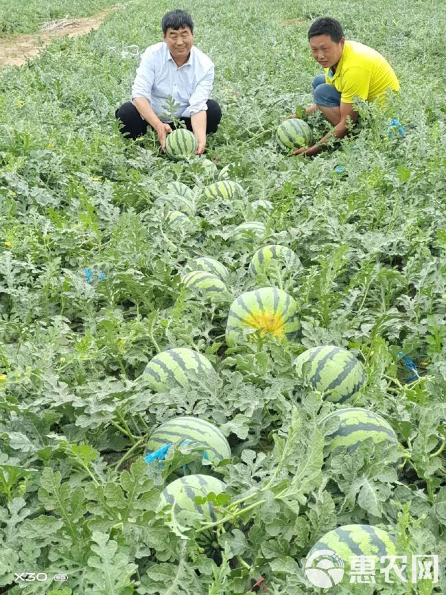 麒麟西瓜 6斤打底 9成熟 1茬