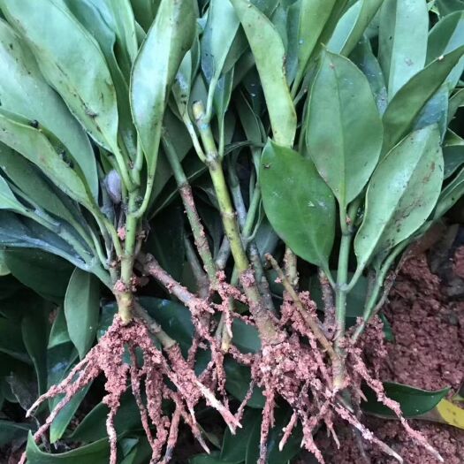  裸根 非洲茉莉  自家百亩基地