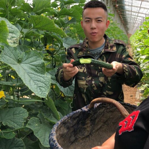 西安 嫩嫩的鲜黄瓜