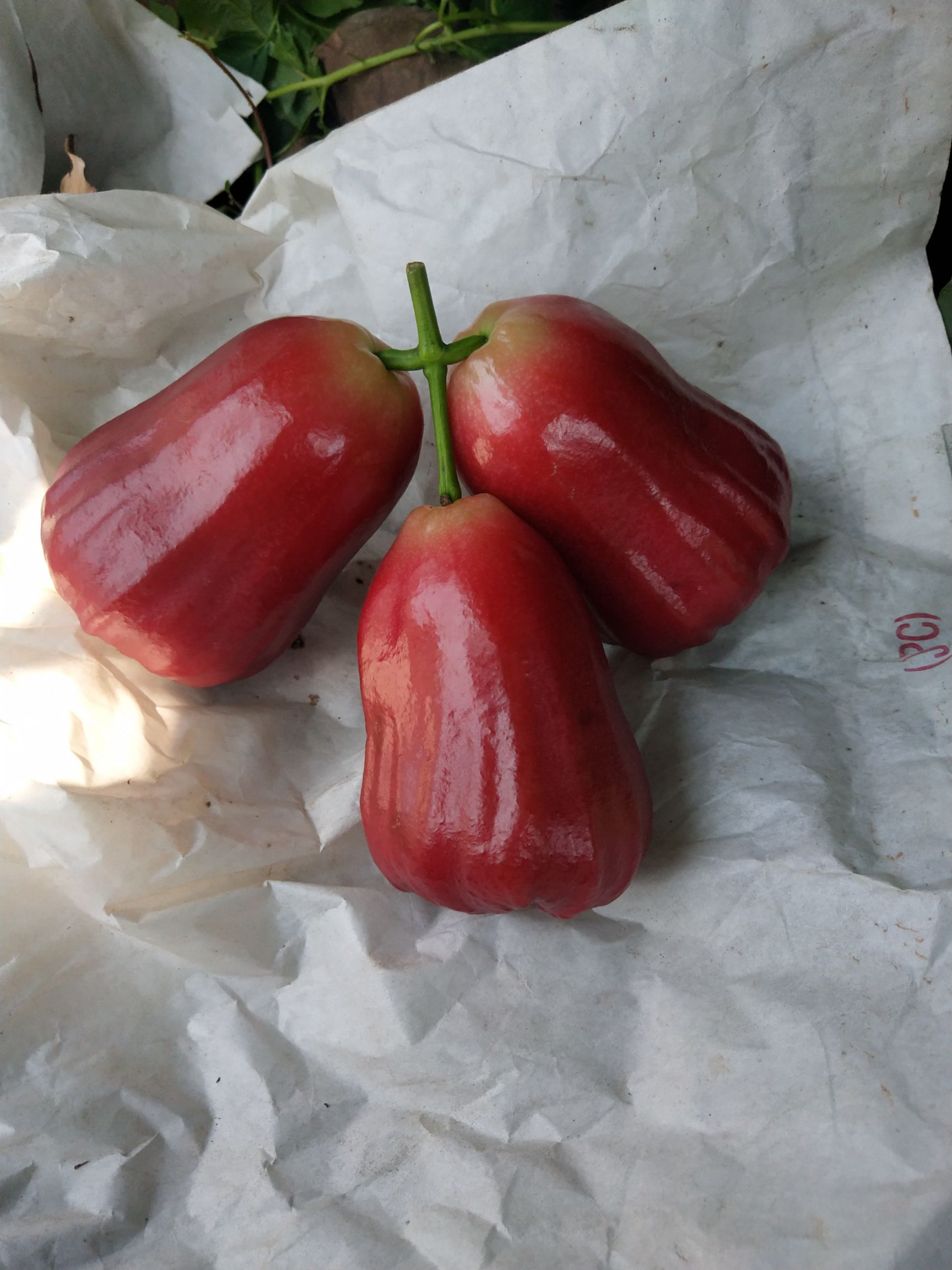 海南黑金刚莲雾，汁多味甜口感脆