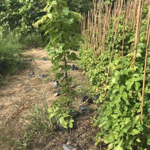 漳州 大量供应爬山虎 爬墙虎