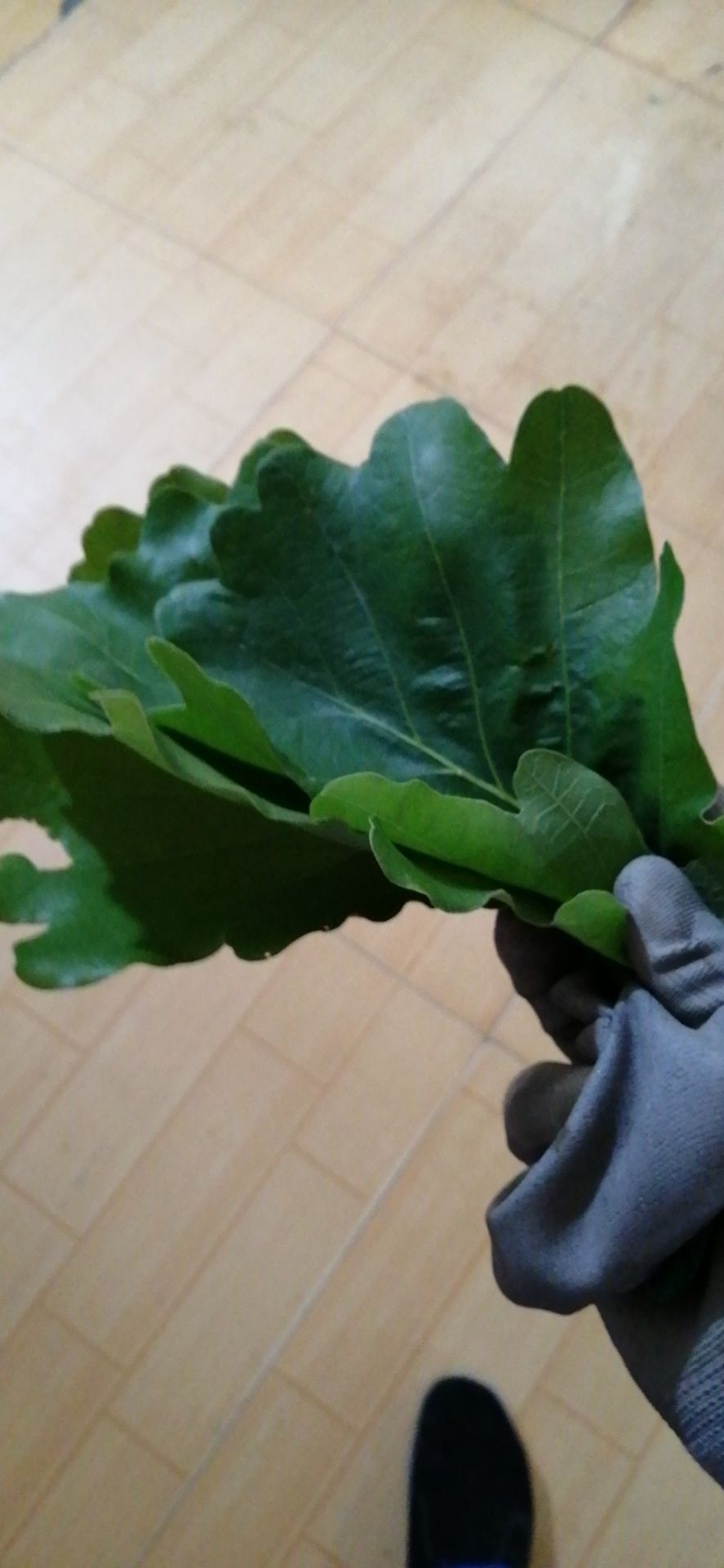 刺老芽 伯乐叶100个，大山现采现发