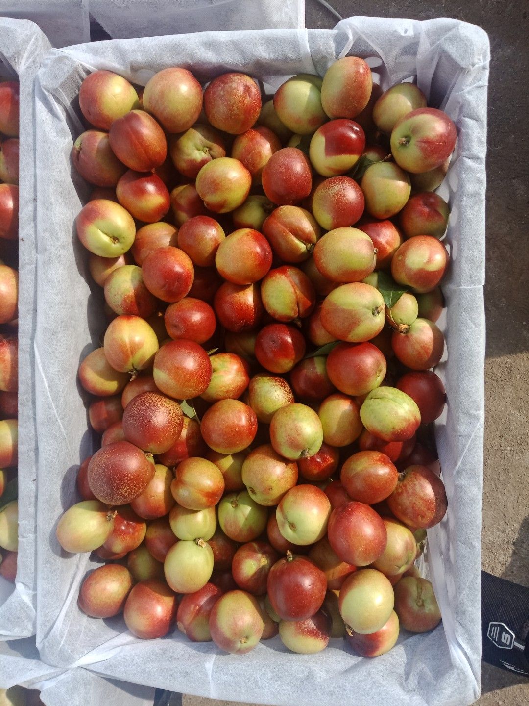 河南南阳曙光油桃大量上市中颜色漂亮，个头大，口感脆甜产地直供