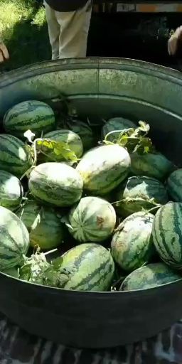  广西龙州县甜王西瓜5号大量上市，欢迎各经销商前来洽谈采购