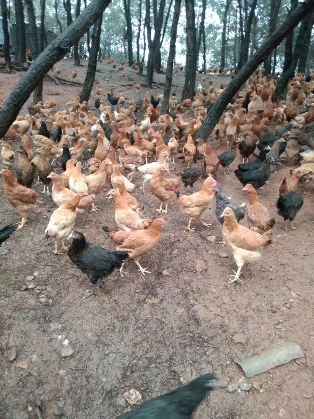  绿壳蛋小脚土鸡