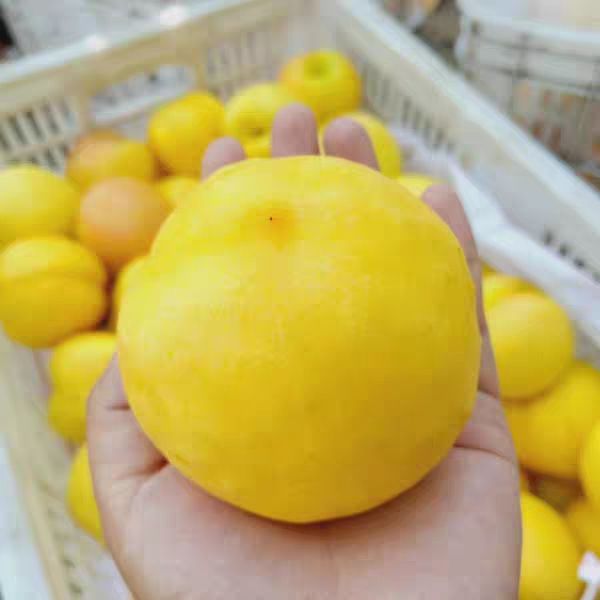 黄油桃苗嫁接桃树苗黄桃树苗南方北方种植当年结果树苗