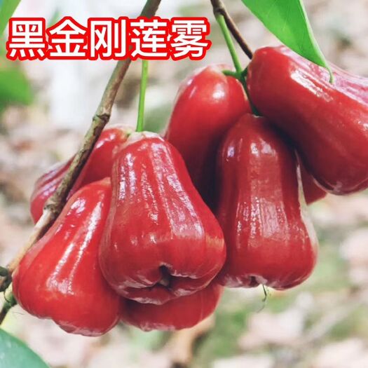 灵山县黑金刚莲雾苗 黑金刚莲雾嫁接苗带果发货