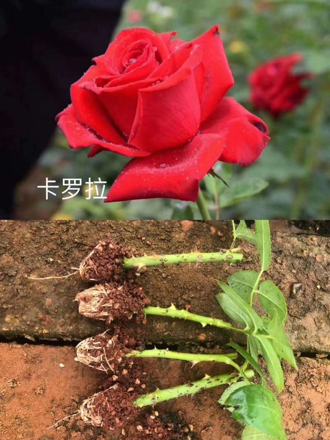  精品月季苗   10～20   颜色多样  云南基地直销