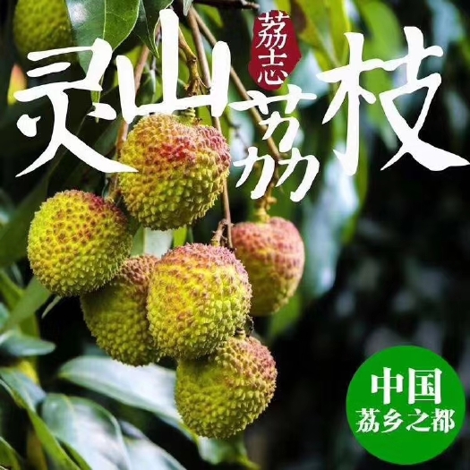 灵山县 灵山荔枝之乡 荔枝妃子笑 桂味 黑叶荔 鸡嘴荔 糯米糍 香