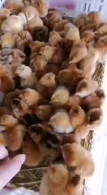 灌云县三黄鸡苗 鸡鹅鸭出壳苗全国批发零售
