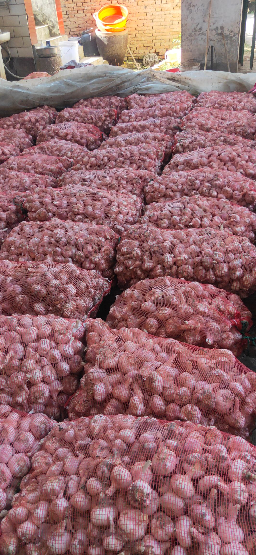 杂交大蒜 鲜干净蒜