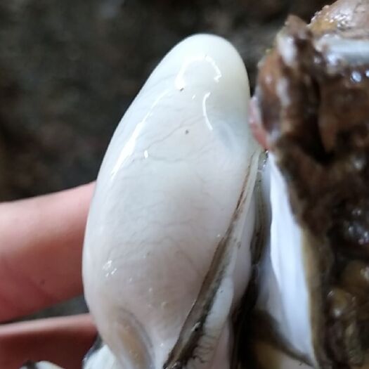 遂溪县正宗湛江生蚝 蚝场一手直发