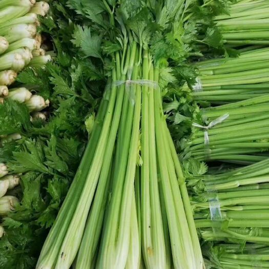 博爱县河南芹菜，精品大棚美国西芹。视频看货，线上保障交易