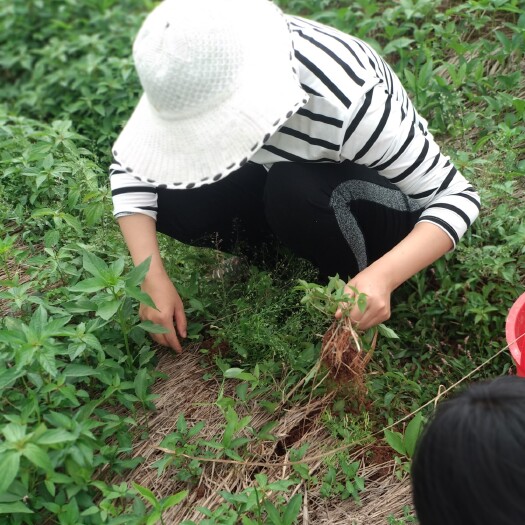 进贤县 绿色生态富硒虫草谷类土鸡蛋