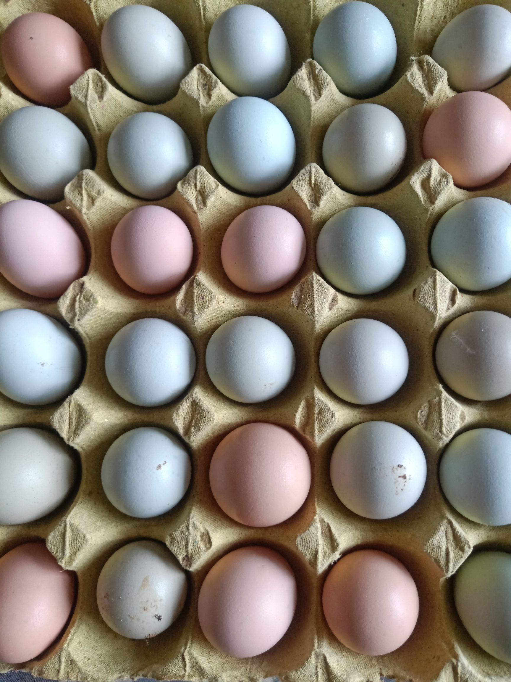 土鸡蛋初生蛋420枚粉绿组合装