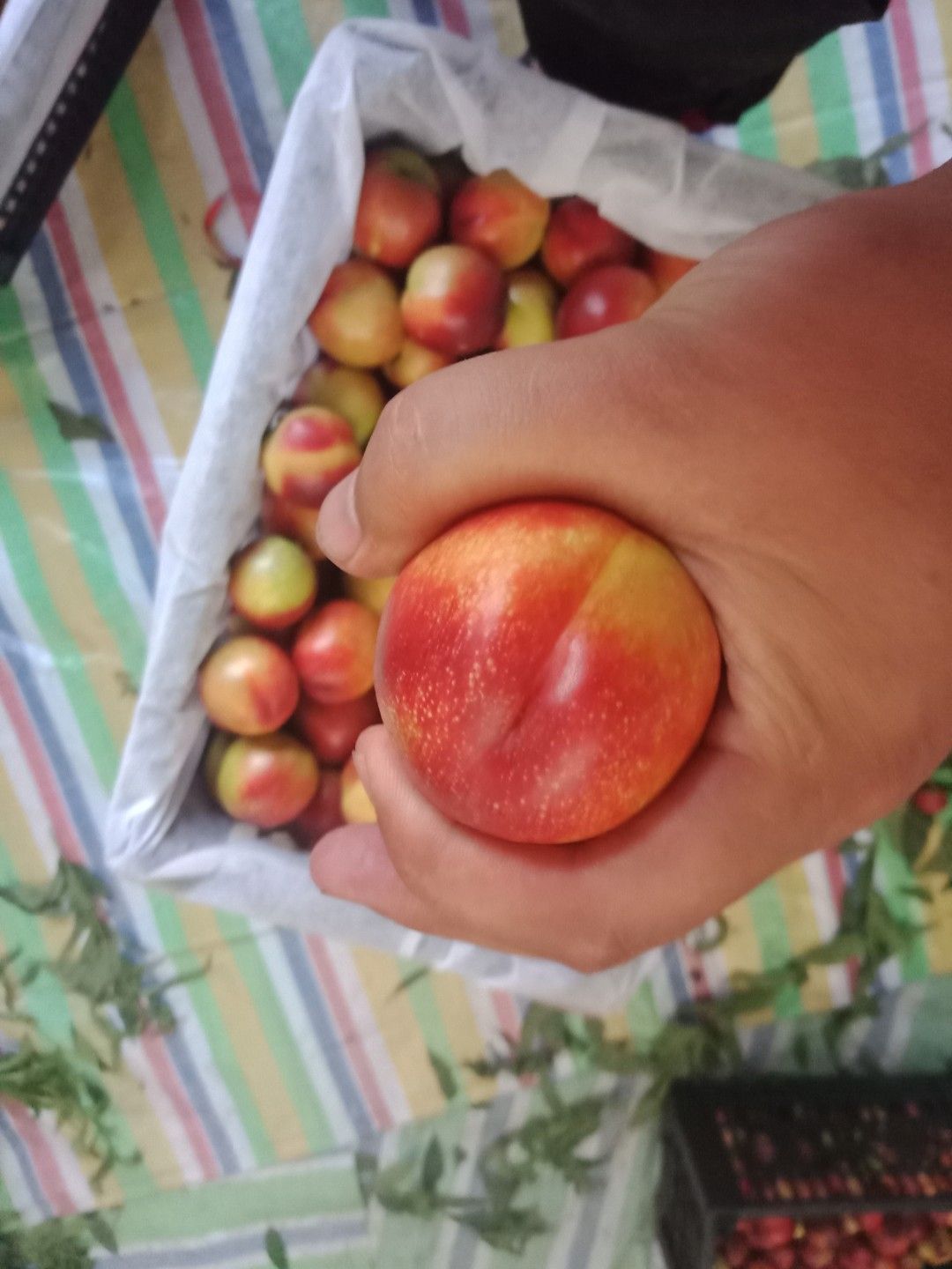 河南南阳曙光油桃大量上市中颜色漂亮，个头大，口感脆甜产地直供