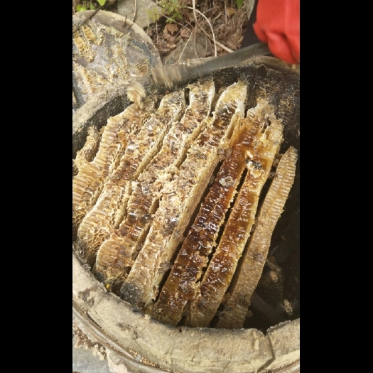 大巴山自然核心保护区土蜂蜜百花蜜