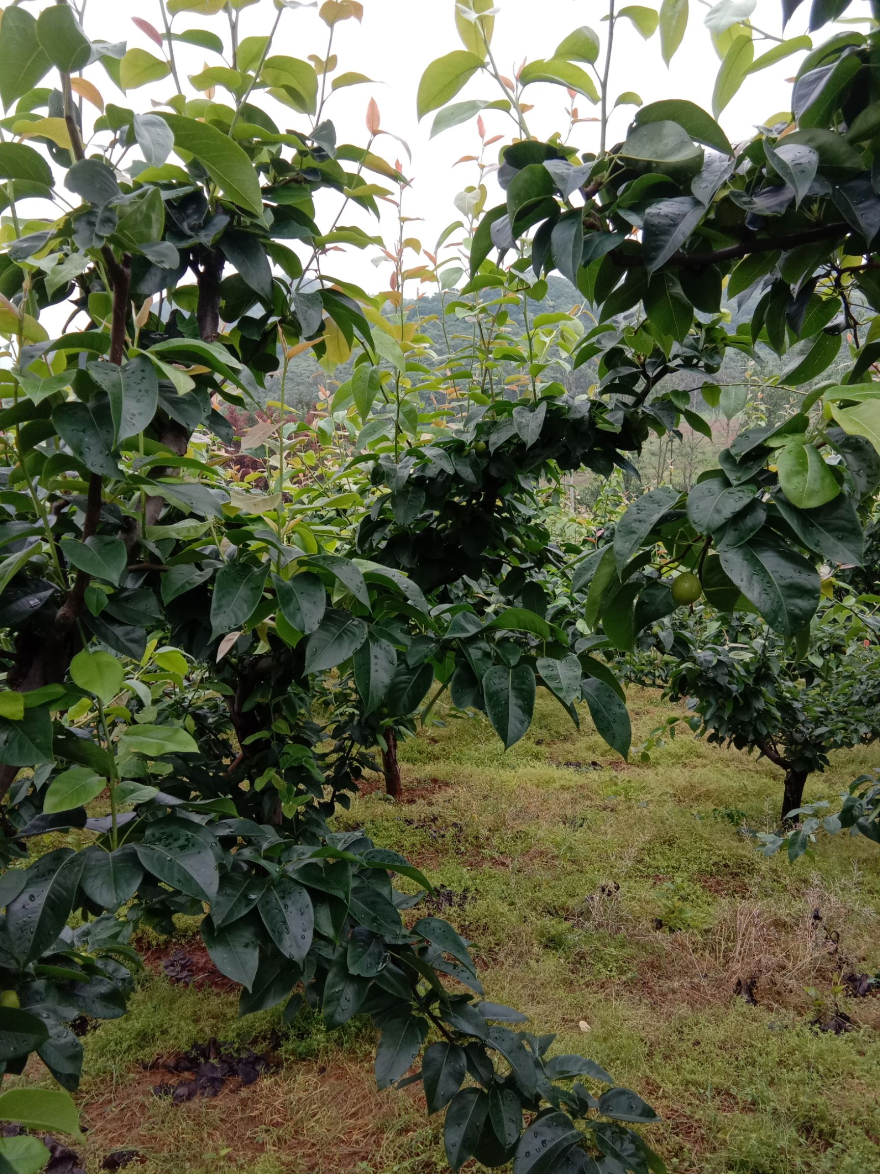  翠冠梨果个大水份足实为梨果中之佳品