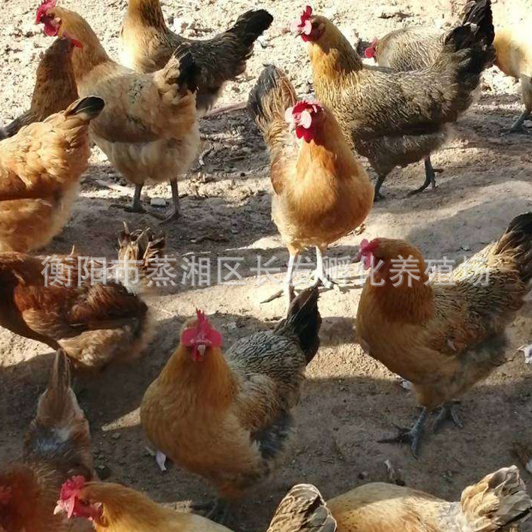 黄麻羽绿壳蛋鸡苗，包做疫苗 技术指导免费服务，
全国包邮，