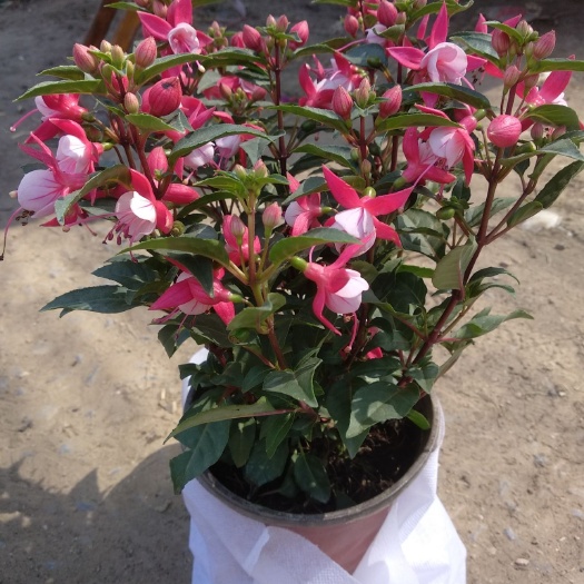 青州市倒挂金钟 灯笼花 多色混发