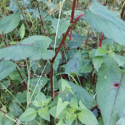汉中红茎鱼腥草    红茎虎杖 药才