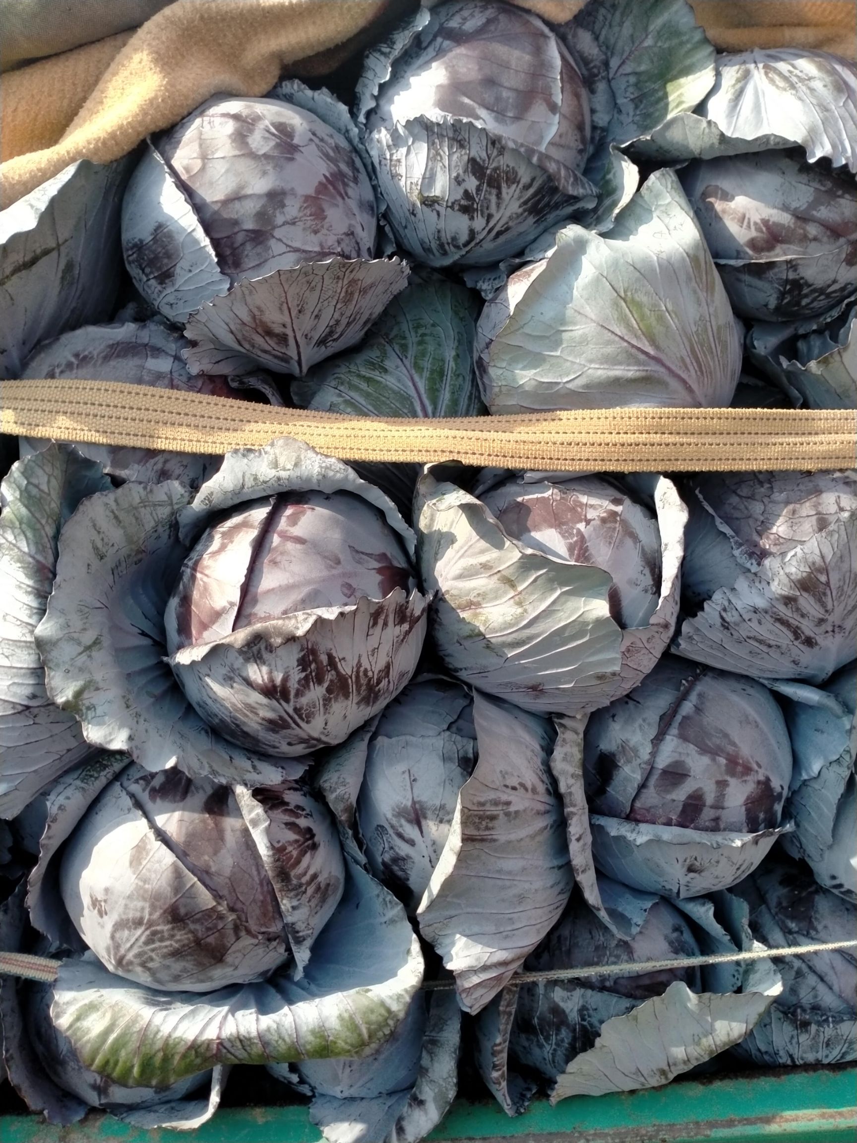 紫包菜 河北省邯郸市永年区 2.0~2.5斤