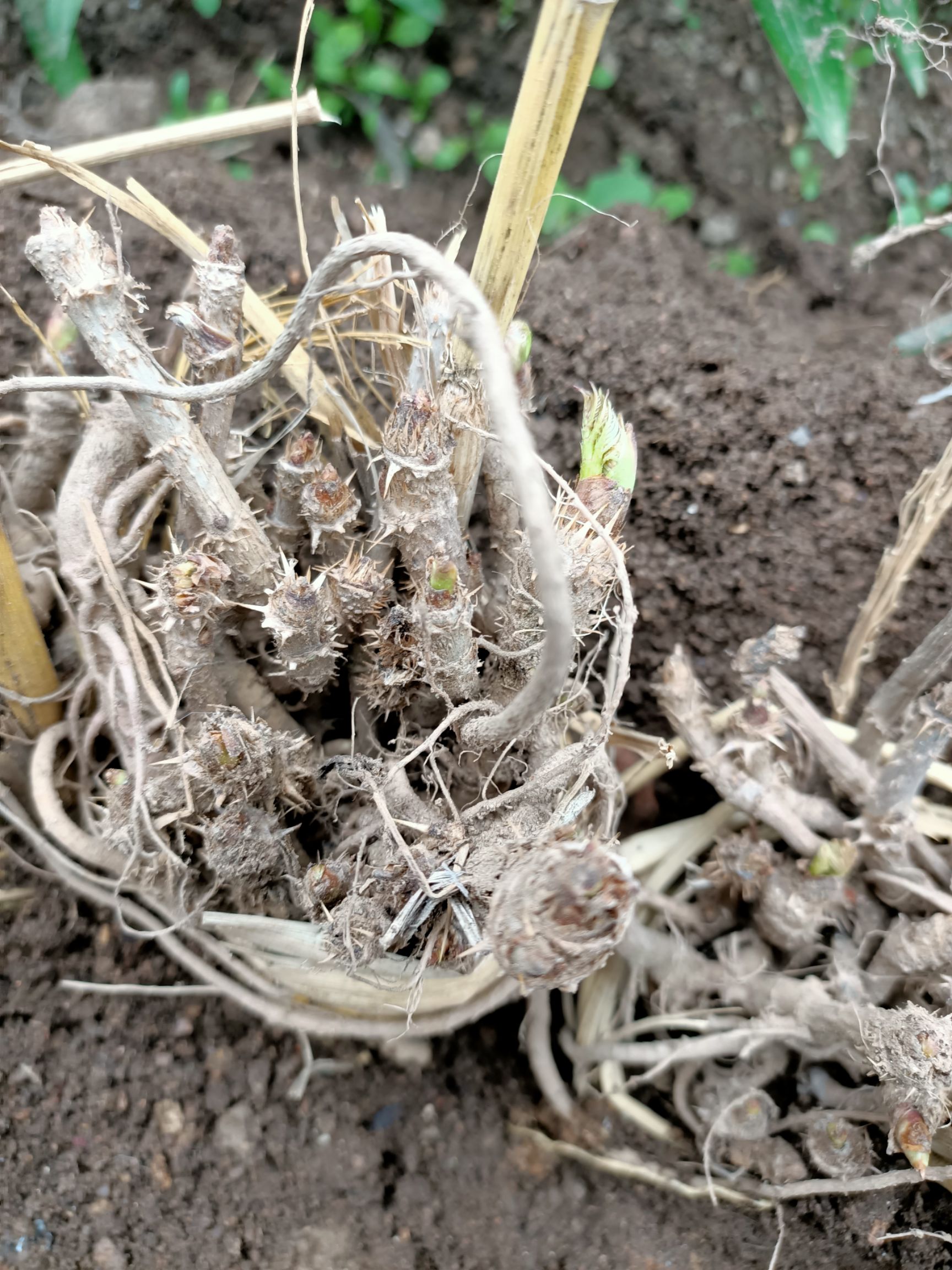 刺老芽苗  刺嫩芽苗