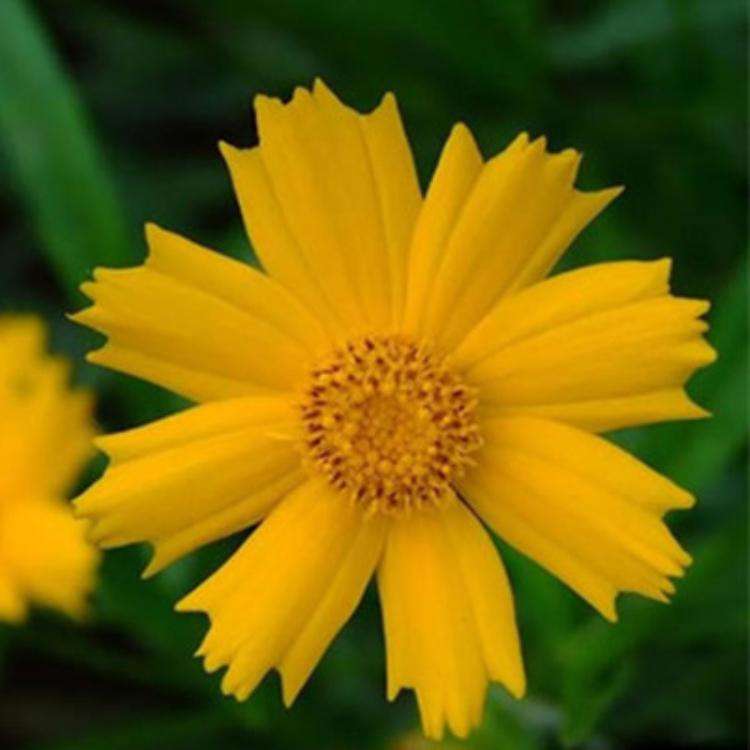  【金鸡菊种子】四季易播 速生 多年生大花 金钱菊种子 景观花