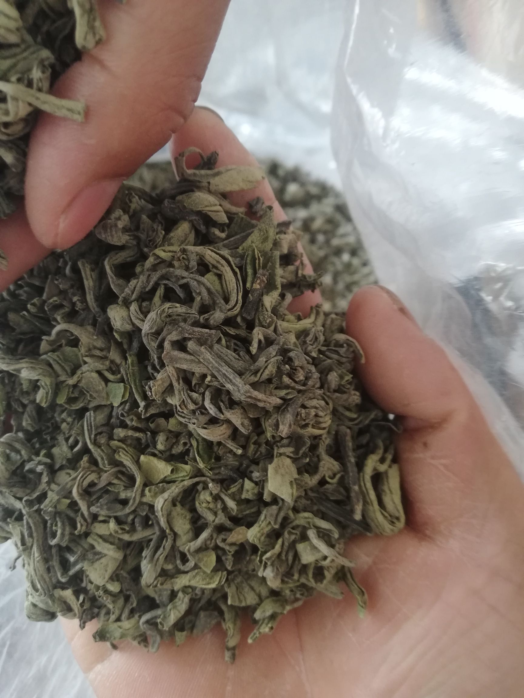 [苦丁茶批发] 苦丁茶价格70元/斤 