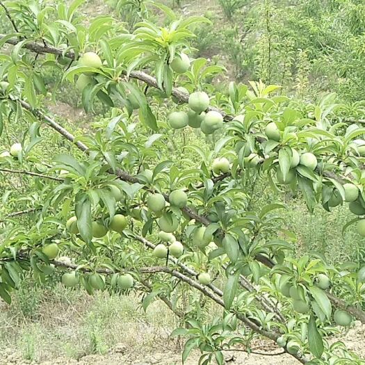 镇宁县 贵州六马蜂糖李，甜的像初恋