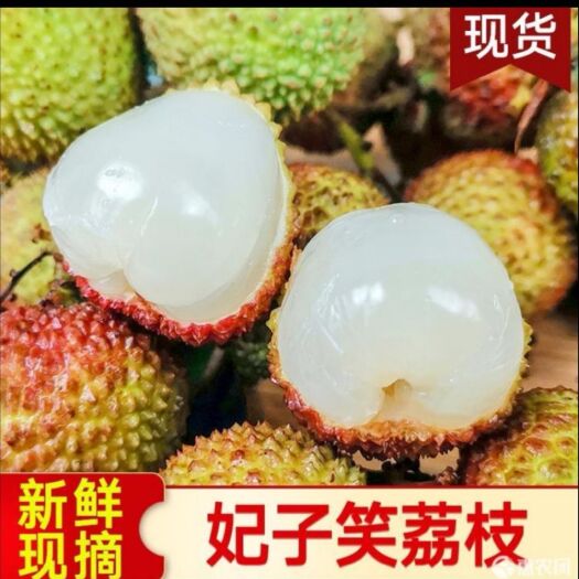 阳西县 妃子笑荔枝大量出货，整车装配，日出五万斤以上，欢迎前来基地