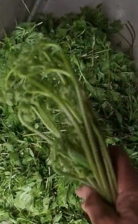 鄂伦春旗薇菜 自然采摘