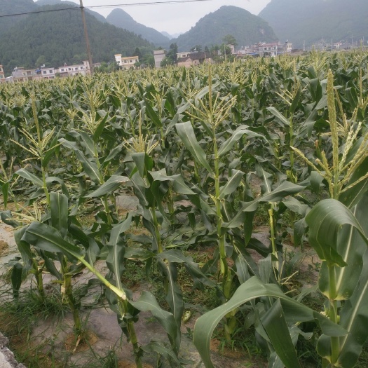 兴义市 牧草量很大