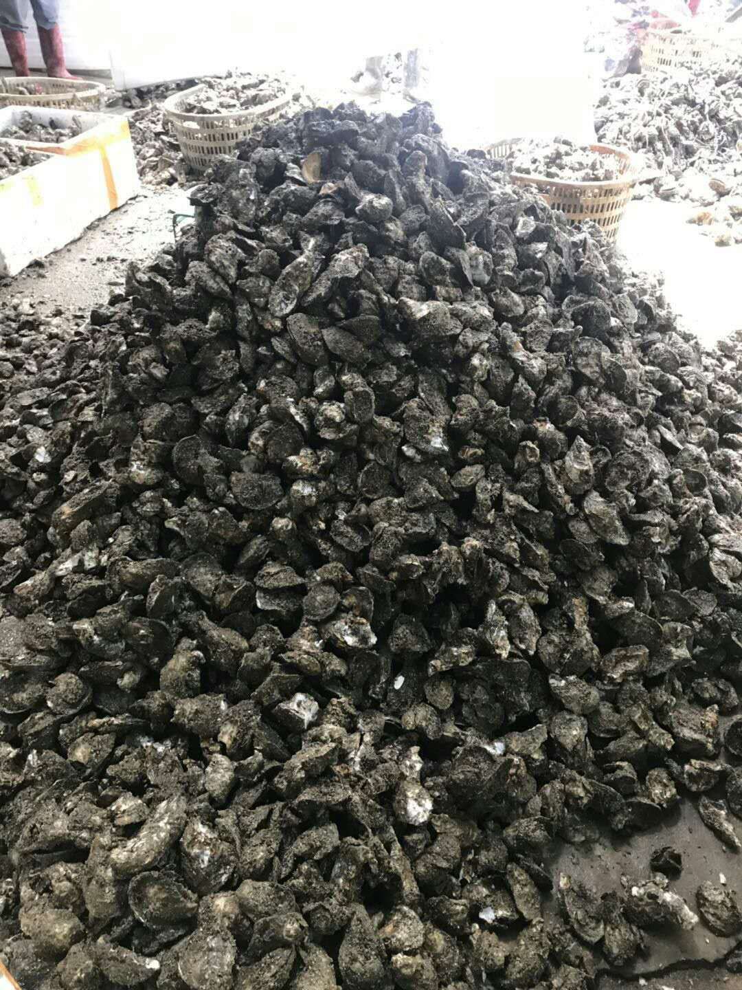生蚝 湛江生蚝产地全国直发