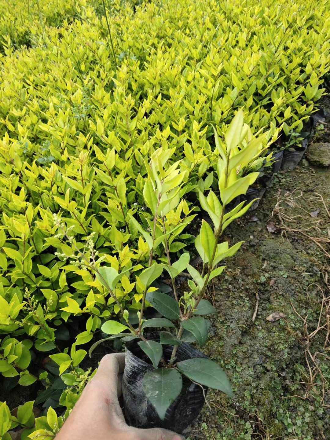 金森女贞 一手货源