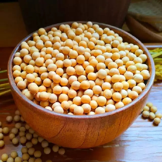 曹县 山东非转基因大粒黄豆打豆浆豆腐专用农家自种新曹县大豆