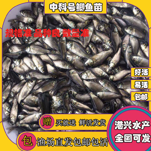 清远[优质品种]鲫鱼苗 成活率高 价格优惠 全国统一发货