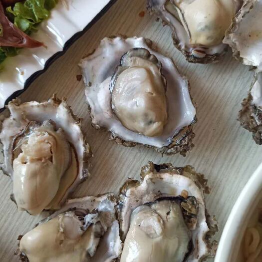 海阳市乳山牡蛎 肥度好