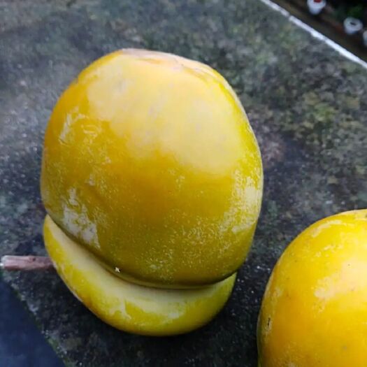 简阳市 盘子柿苗，风味独特，口感，是的优质品种！