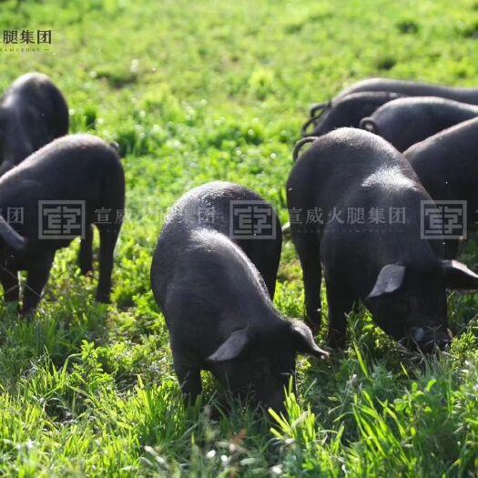 昆明 云南省宣威火腿集团乌金猪生态猪肉八月全国冷链发售，欢迎来询