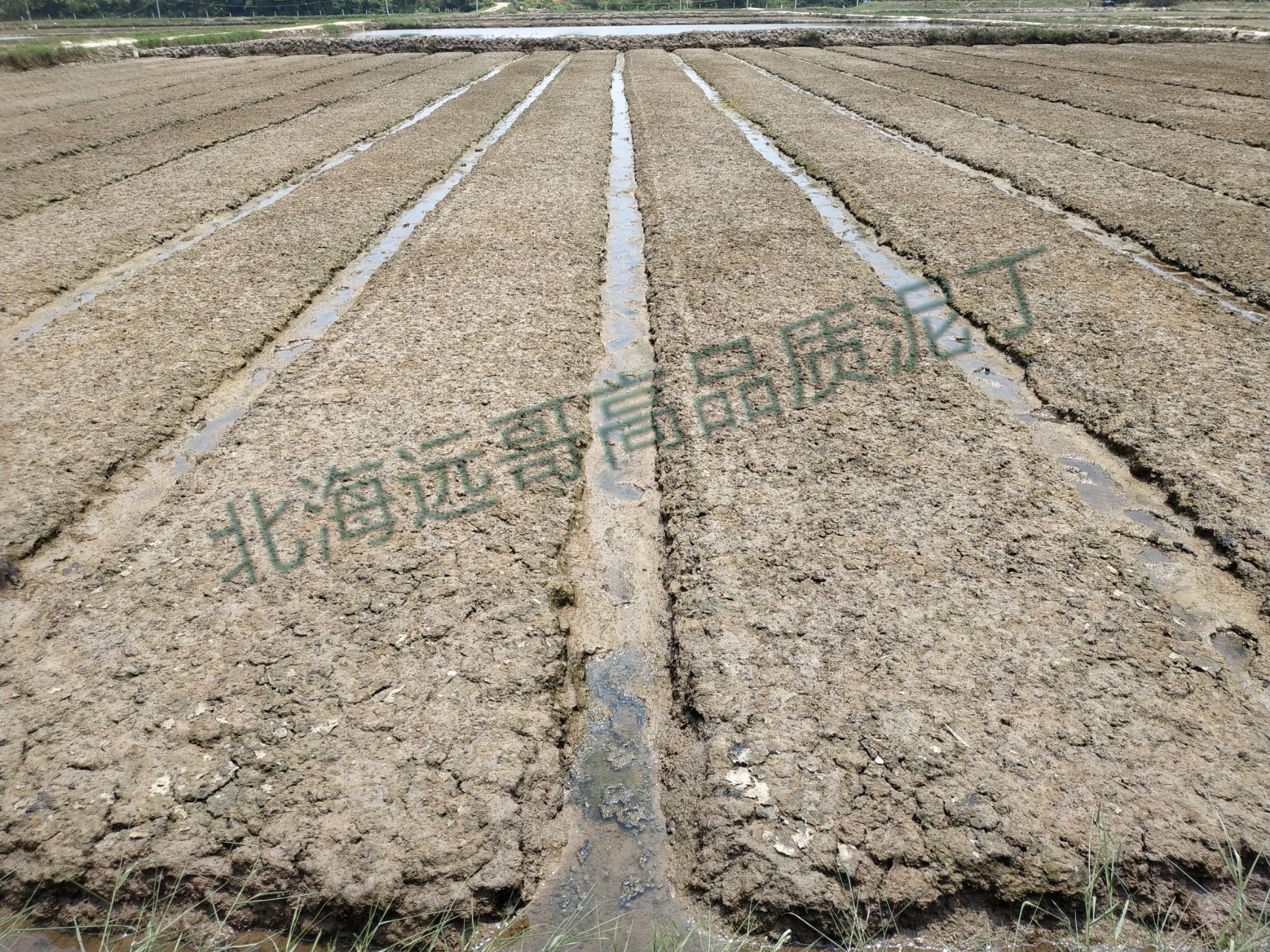  场地价格长期稳定供应北海高品质黄色泥虫（泥丁）不泡水不掺沙