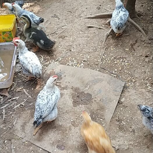 东莞市垂耳兔 可爱的小白兔，宠物兔，