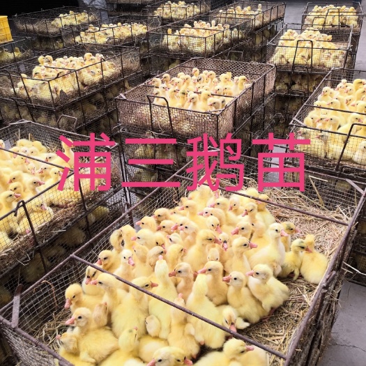 原阳县浦三白鹅苗  皖浦公鹅配大三花母鹅