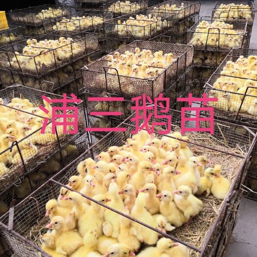 浦三白鹅苗  皖浦公鹅配大三花母鹅