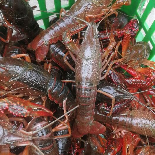 洪湖市 洪湖清水小龙虾稳定供货