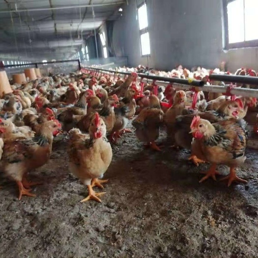黔西市K9鸡苗 白菜价