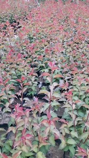 新沂市朱砂梅盆景  锦红垂枝  红须朱砂梅接穗大量供应