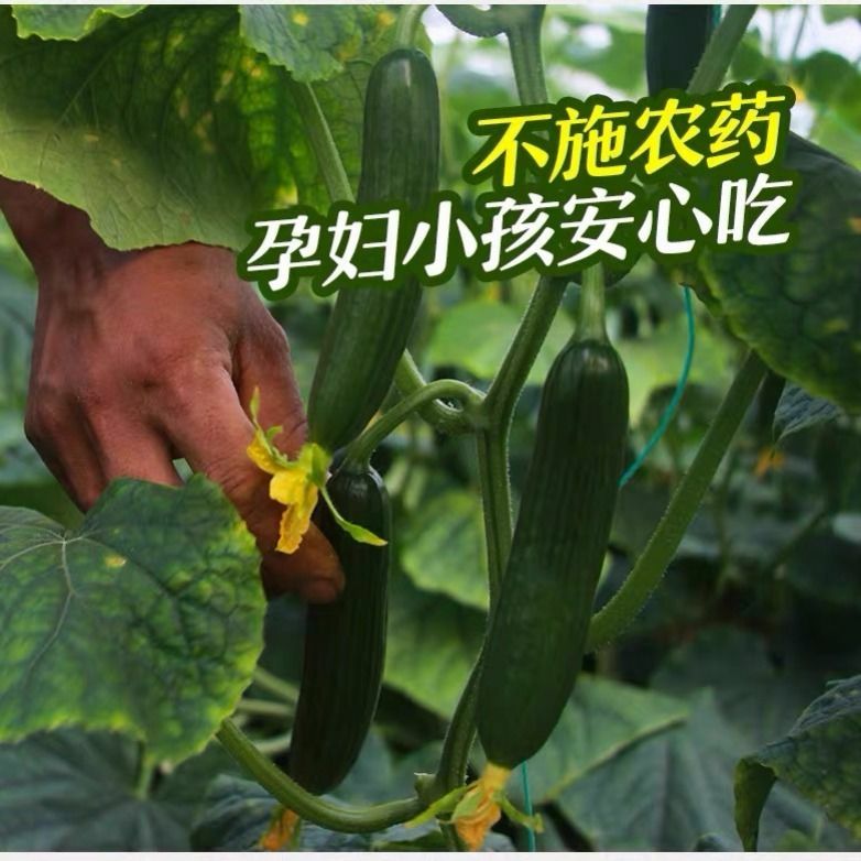 小黄瓜新鲜水果黄瓜水果黄瓜山东生吃现摘蔬菜黄瓜整箱包邮