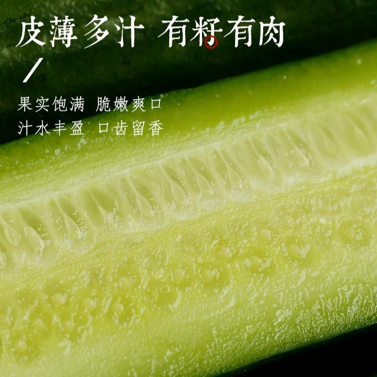 小黄瓜新鲜水果黄瓜水果黄瓜山东生吃现摘蔬菜黄瓜整箱包邮