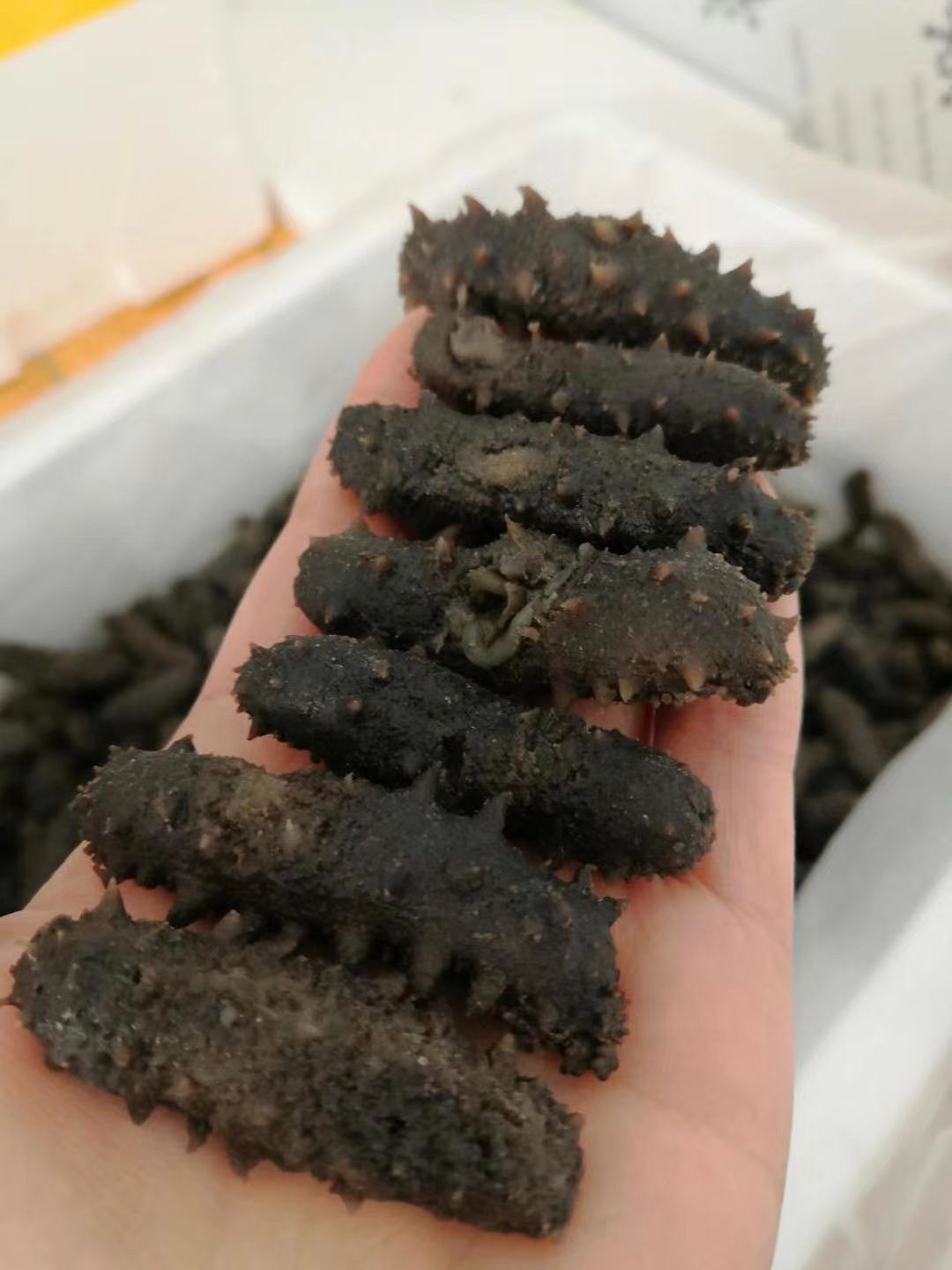海刺参  微残拉缸盐海参
